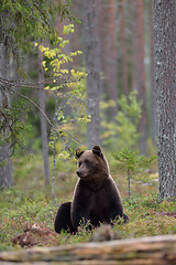 Image showing Bear sitting in the forest