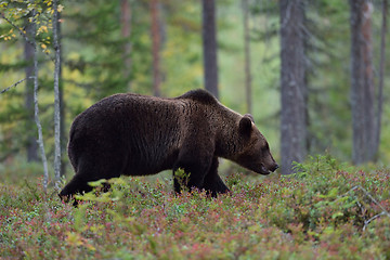 Image showing Big bear walking in forest