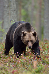 Image showing Male brown bear in forest