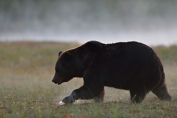 Image showing Big male bear walking in the foggy bog