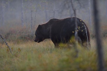 Image showing Big male bear in the bog