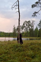 Image showing Bear standing in the bog