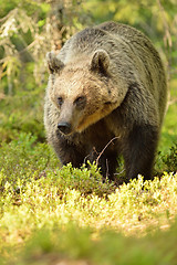 Image showing Bear in the sunny forest