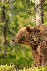 Image showing Wet brown bear in the forest with mosquitoes