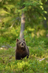 Image showing Bear cub in forest