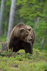 Image showing Big male bear in forest