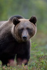 Image showing European brown bear in forest