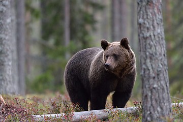 Image showing European brown bear in forest