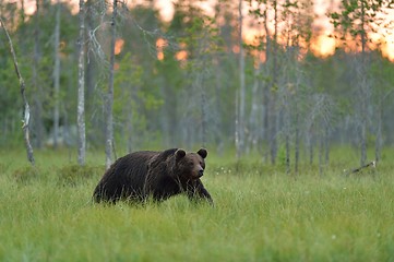 Image showing European brown bear walking in the bog at sunset