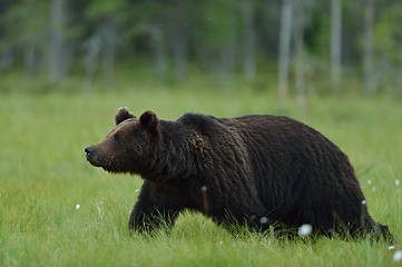 Image showing Wild brown bear walking in the bog