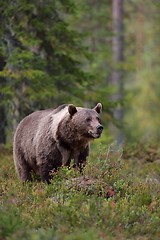 Image showing Brown bear with white-collar in the forest