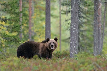 Image showing European brown bear