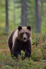 Image showing Bear