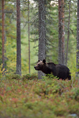 Image showing brown bear in the woods