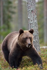 Image showing Bear in woods