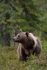 Image showing Brown bear with white-collar in the forest