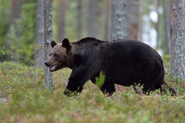 Image showing Brown bear walking in the forest