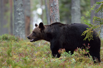 Image showing Brown bear in the forest