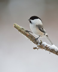 Image showing Willow tit on a branch