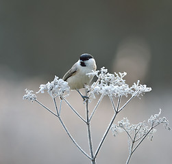 Image showing Marsh tit