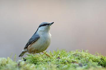 Image showing Nuthatch