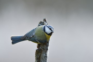 Image showing Blue tit on the branch