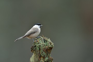 Image showing Marsh tit