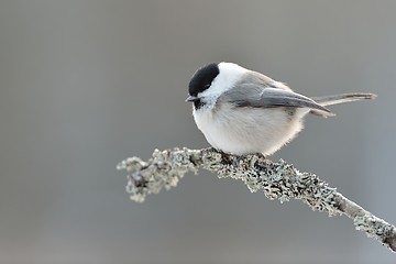 Image showing Willow tit