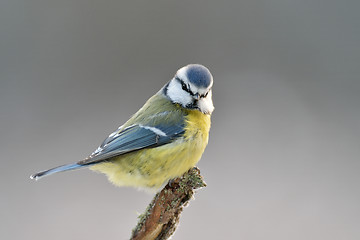 Image showing Blue tit