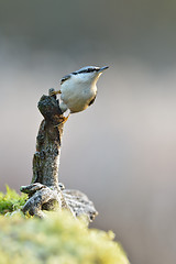 Image showing Nuthatch