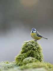 Image showing Blue tit