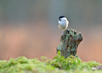 Image showing Willow tit on the mossy tree
