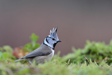 Image showing Crested tit on the mossy ground