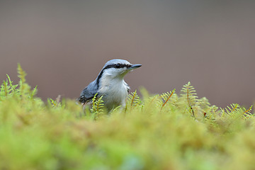 Image showing Nuthatch on the mossy ground