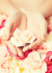 Image showing woman's hands holding rose