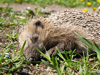 Image showing hedgehog