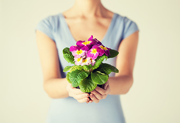 Image showing woman's hands holding flower in pot