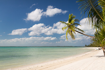 Image showing tropical beach with palm trees