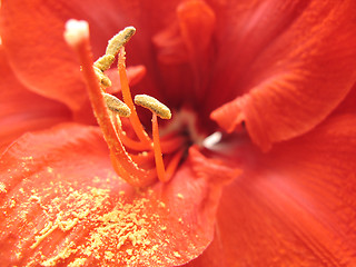 Image showing amaryllis belladonna