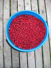 Image showing lingonberry