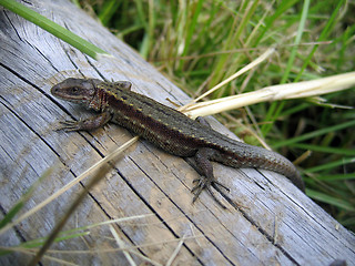 Image showing lizard