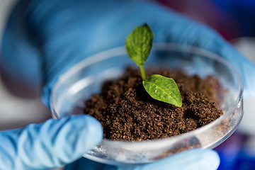 Image showing close up of hands with plant and soil in lab