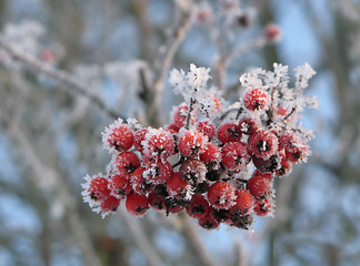 Image showing rowanberry