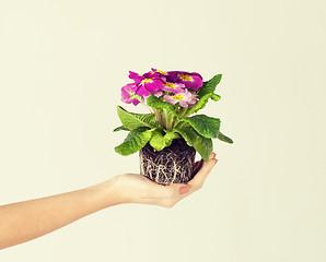 Image showing woman's hands holding flower in soil