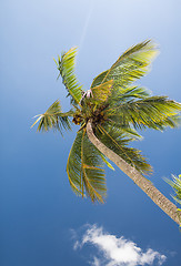 Image showing palm tree over blue sky with white clouds