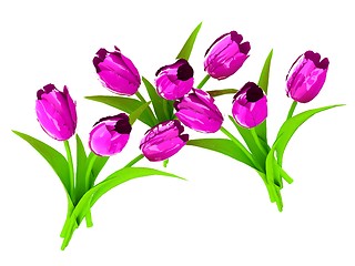 Image showing Tulip flower