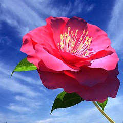 Image showing Beautiful Flower against the sky 
