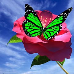 Image showing Beautiful Flower and butterfly against the sky 