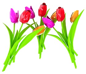 Image showing Tulip flower