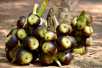 Image showing ASIA CAMBODIA SIEM RIEP TONLE SAP